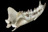 Fossil Hyaenodon Skull - South Dakota #131362-6